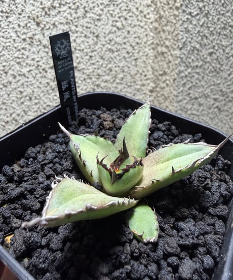 （LIZE血統）鳳凰　発根済