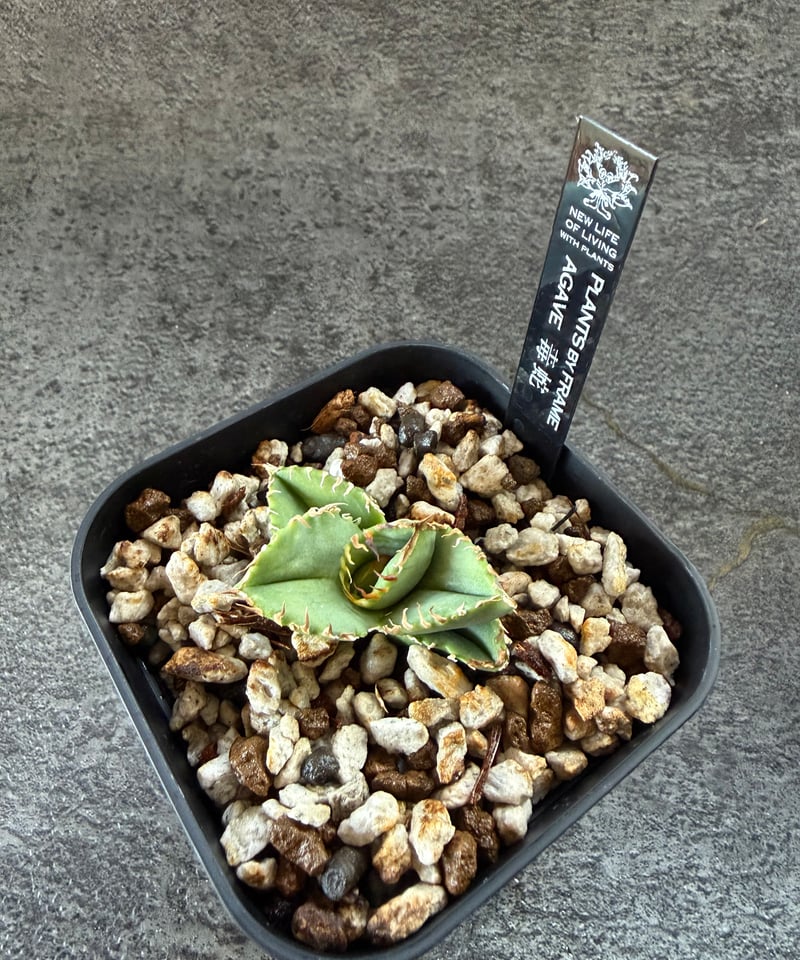 Berlin血統）毒蛇 発根済 | plants by frame