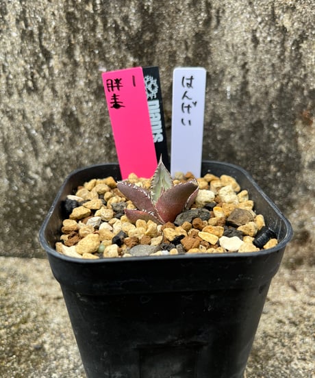 毒刺　胖鯨　発根済　子株（胖1）