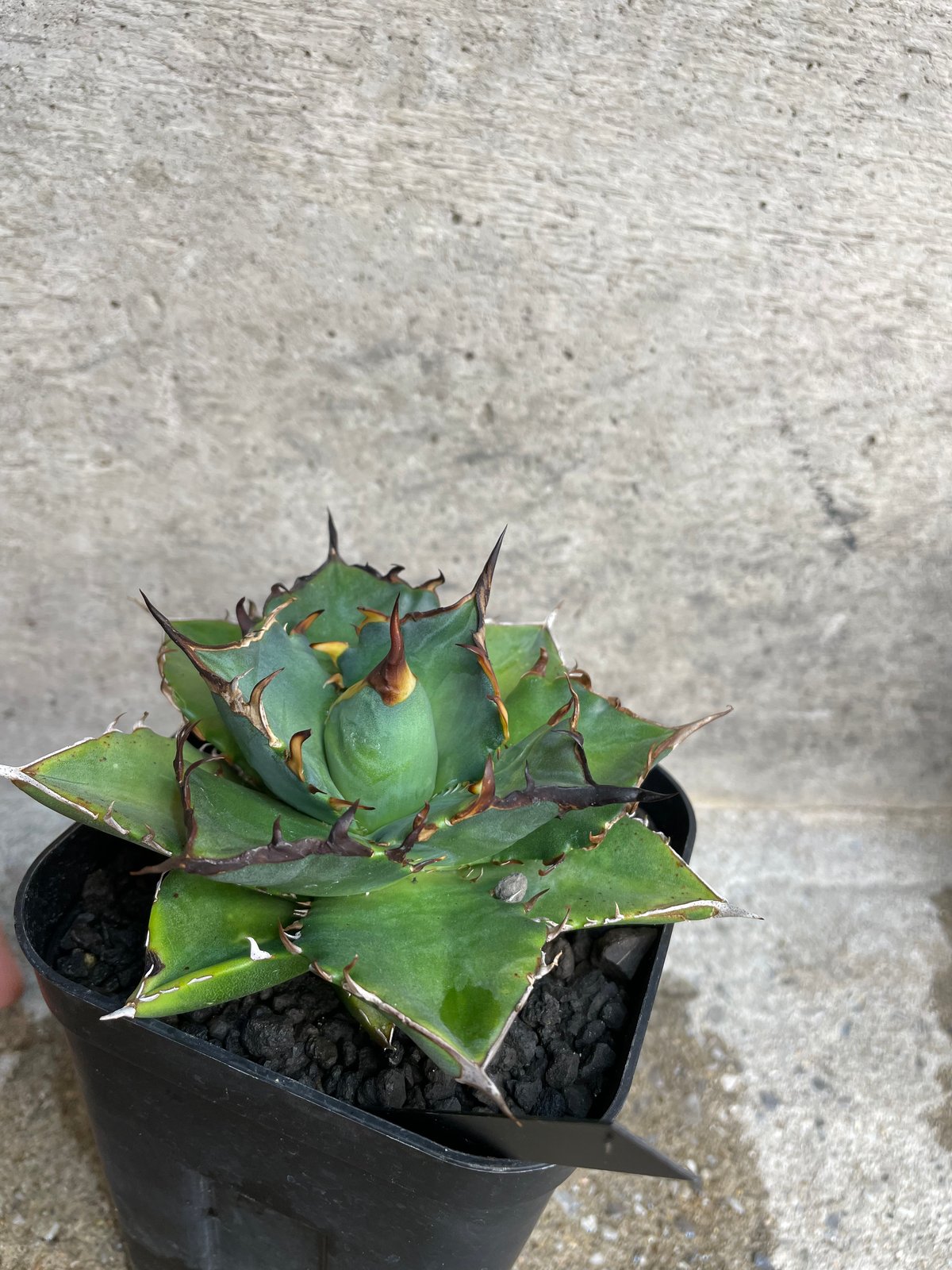 TONY産）HADES/黒帝斯 中株 | plants by frame