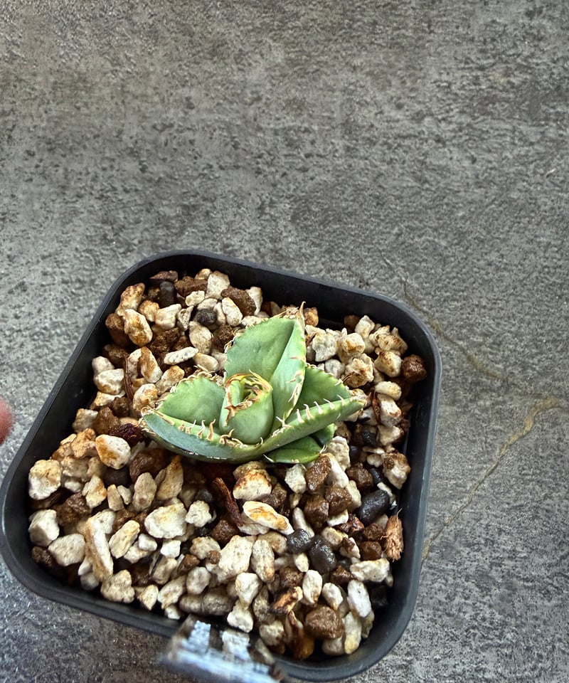 Berlin血統）毒蛇 発根済 | plants by frame