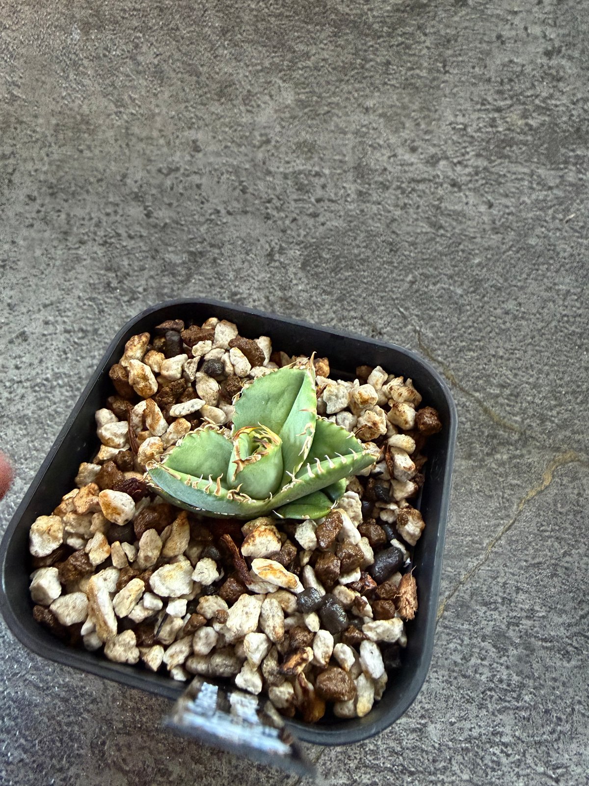 Berlin血統）毒蛇 発根済 | plants by frame