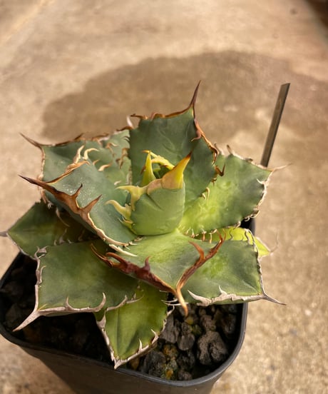 （TONY産）烈焰　発根済