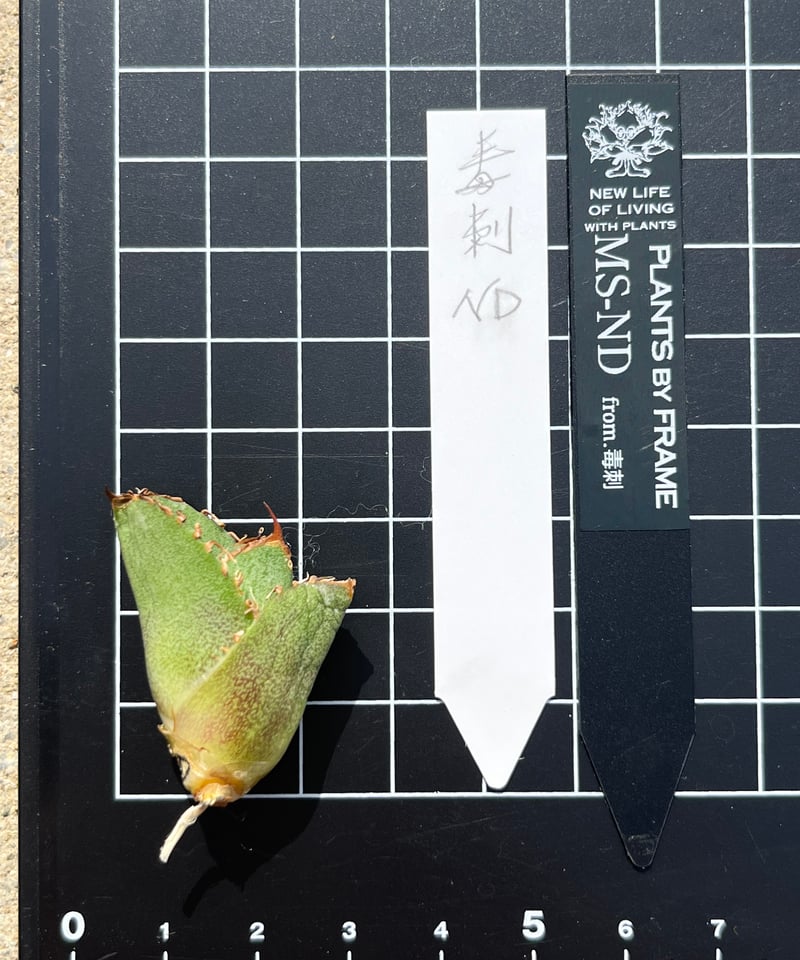 毒刺産 毒刺ND 未発根 | plants by frame