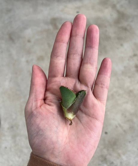 毒刺産　MS-ND 未発根