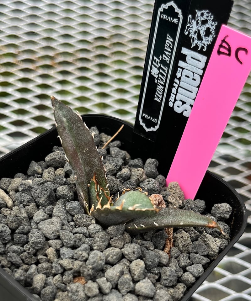 lize血統）白鯨 発根済 子株（C） | plants by frame