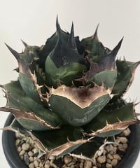 valiem × plants by frame 別注鉢 Mサイズ | plants by f