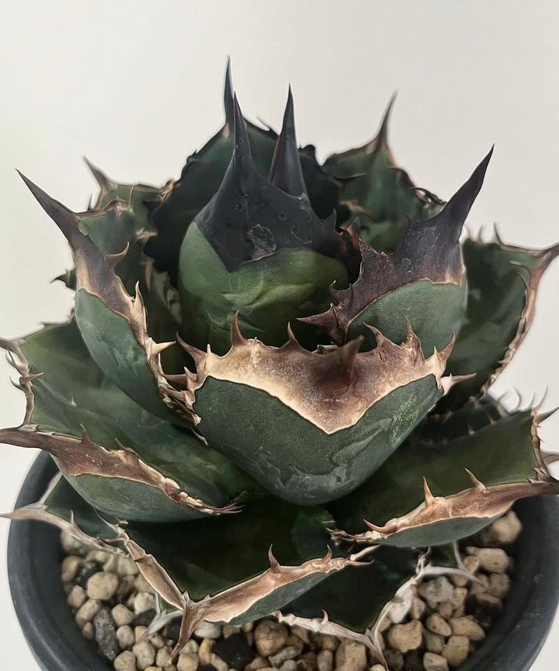 緑犀牛 発根済 子株(1) | plants by frame 緑犀牛 発根済 子株(1) | plants by frame