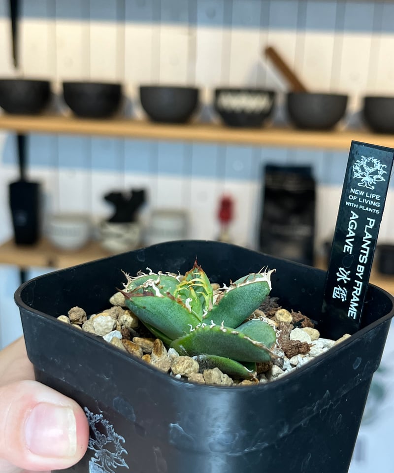 lize 血統　冰雹　子株 冰雹（LIZE血統） | plants by frame