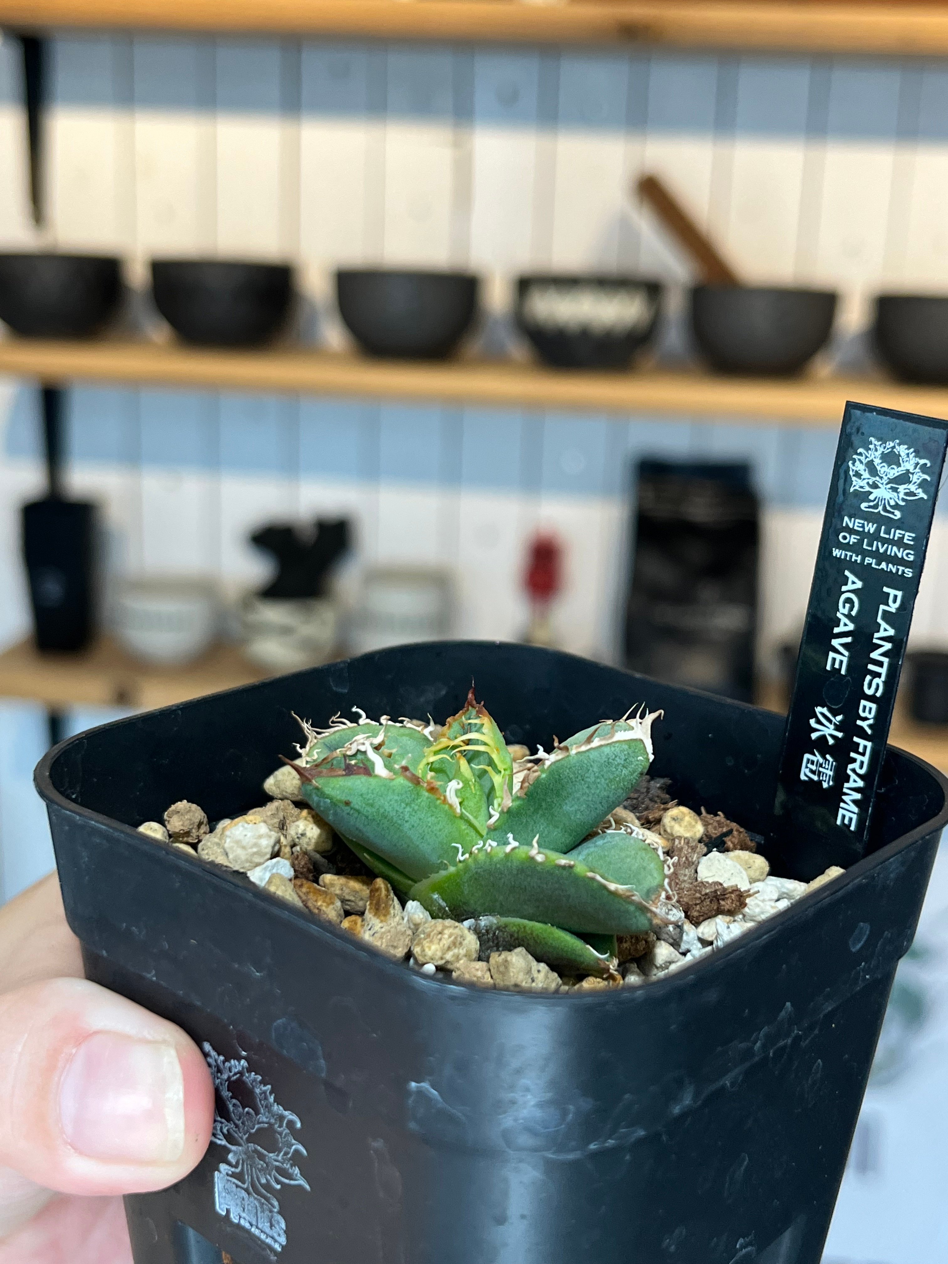 Agave 冰雹　選抜株　台湾極上血統　LED管理　鉢ごと発送 original