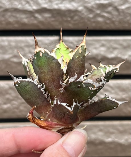 毒刺産　背刺紅猫　未発根