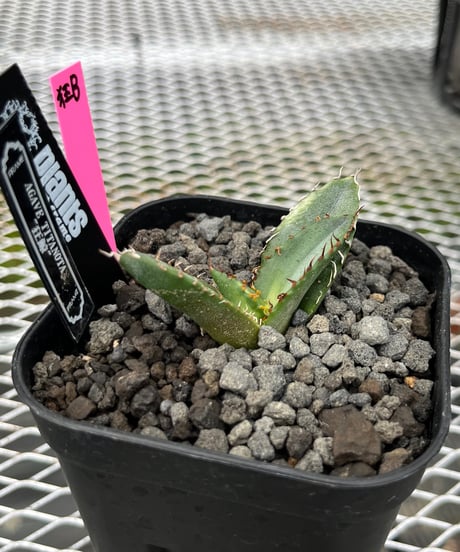 狂鯨　発根済　子株（B）