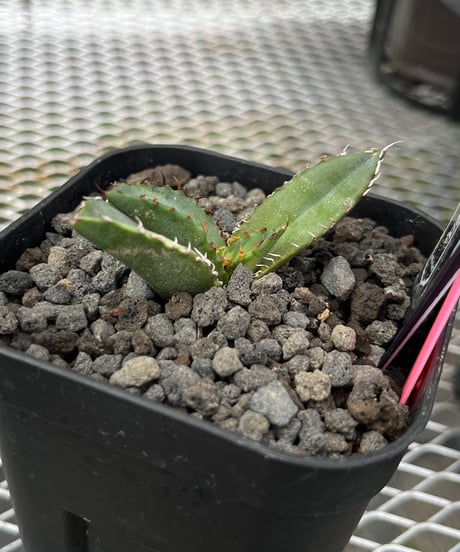 狂鯨　発根済　子株（B）