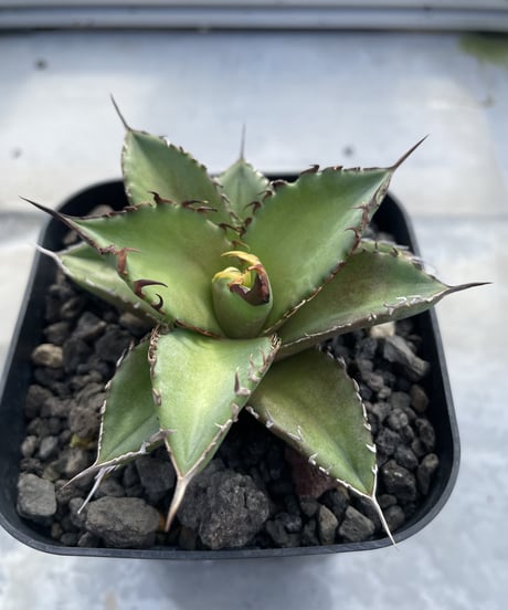 （lize血統）白排刺　発根済小株