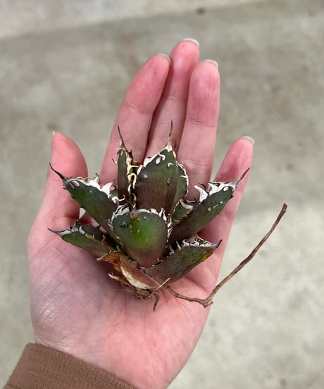 毒刺産　背刺紅猫　未発根