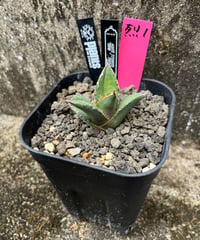（TONY血統）烈焰　発根済　小株