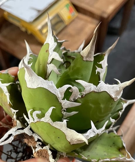 白排刺　発根済　中株
