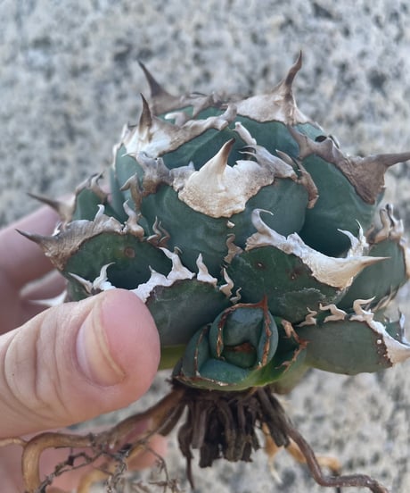 （lize血統）清櫻　発根済み