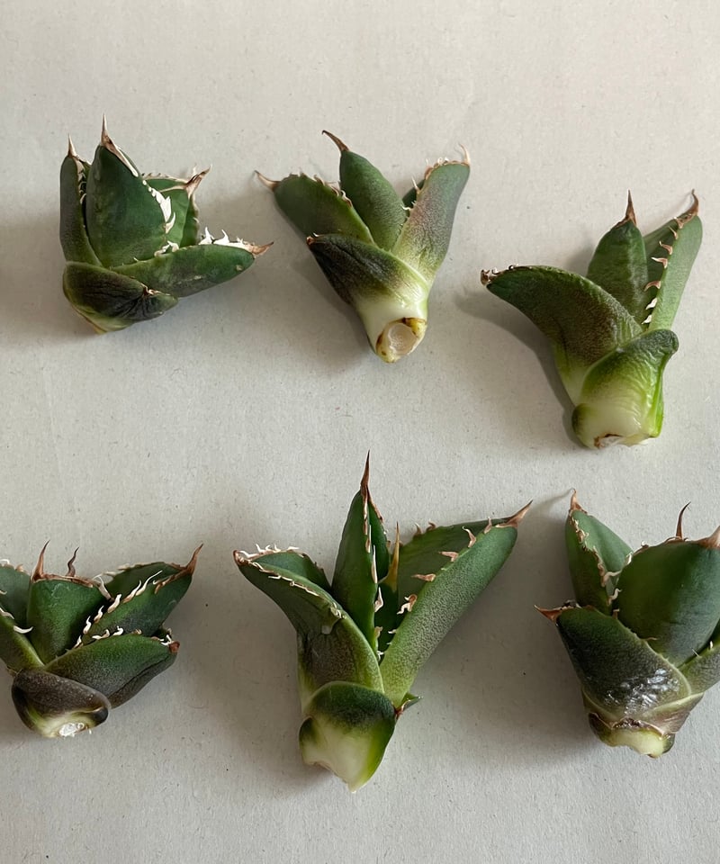 未発根）海王 子株 | plants by frame