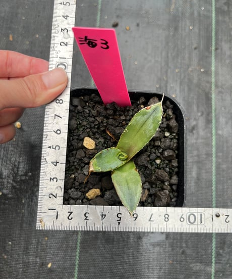 （TONY血統）海豚/発根済　子株　（海3）