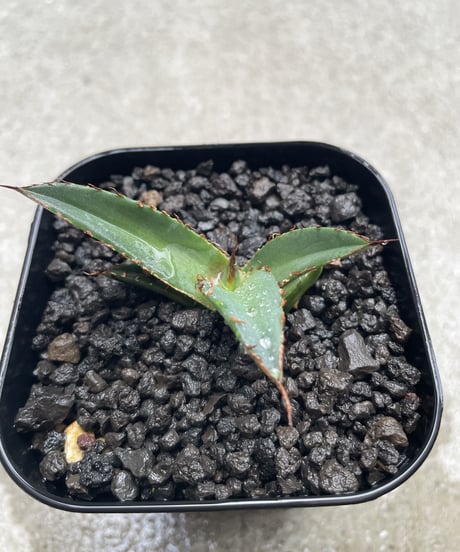 羽毛　発根済　子株