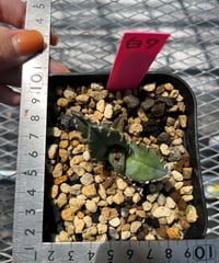 毒蛇 ベアルート子株 | plants by frame