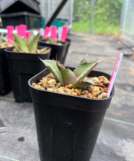 （TONY血統）烈焔　発根済　小株（烈焔3）