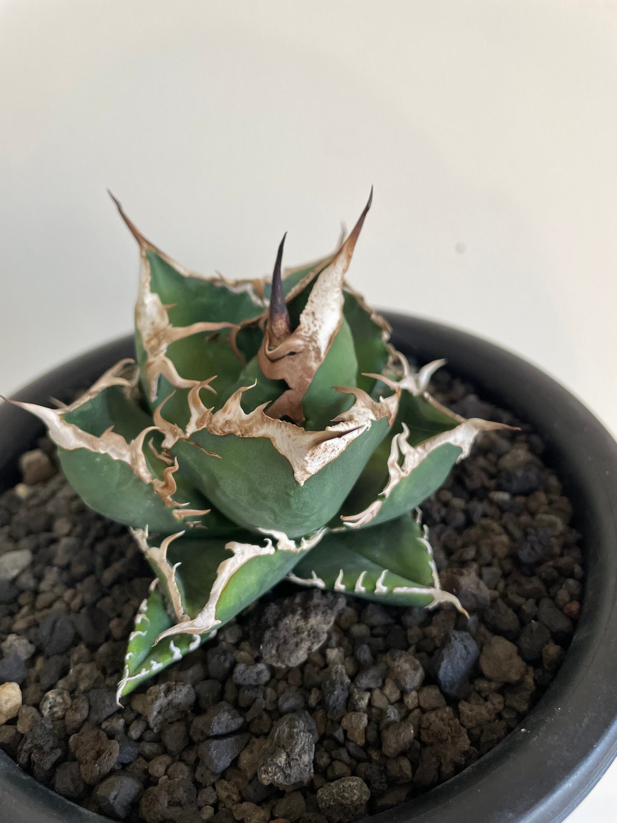 SAD/南アフリカダイヤモンド 発根済 中株 | plants by frame