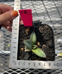 Berlin \"毒蛇\" 子株　発根済み Berlin血統）毒蛇 発根済 | plants by frame