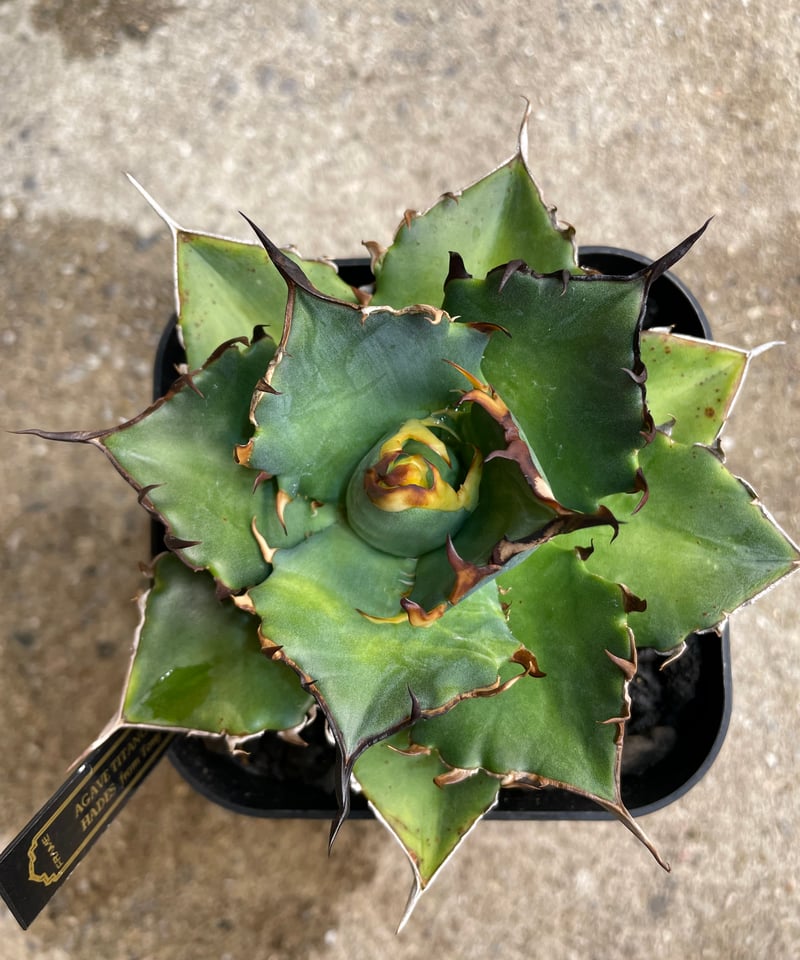 TONY産）HADES/黒帝斯 中株 | plants by frame