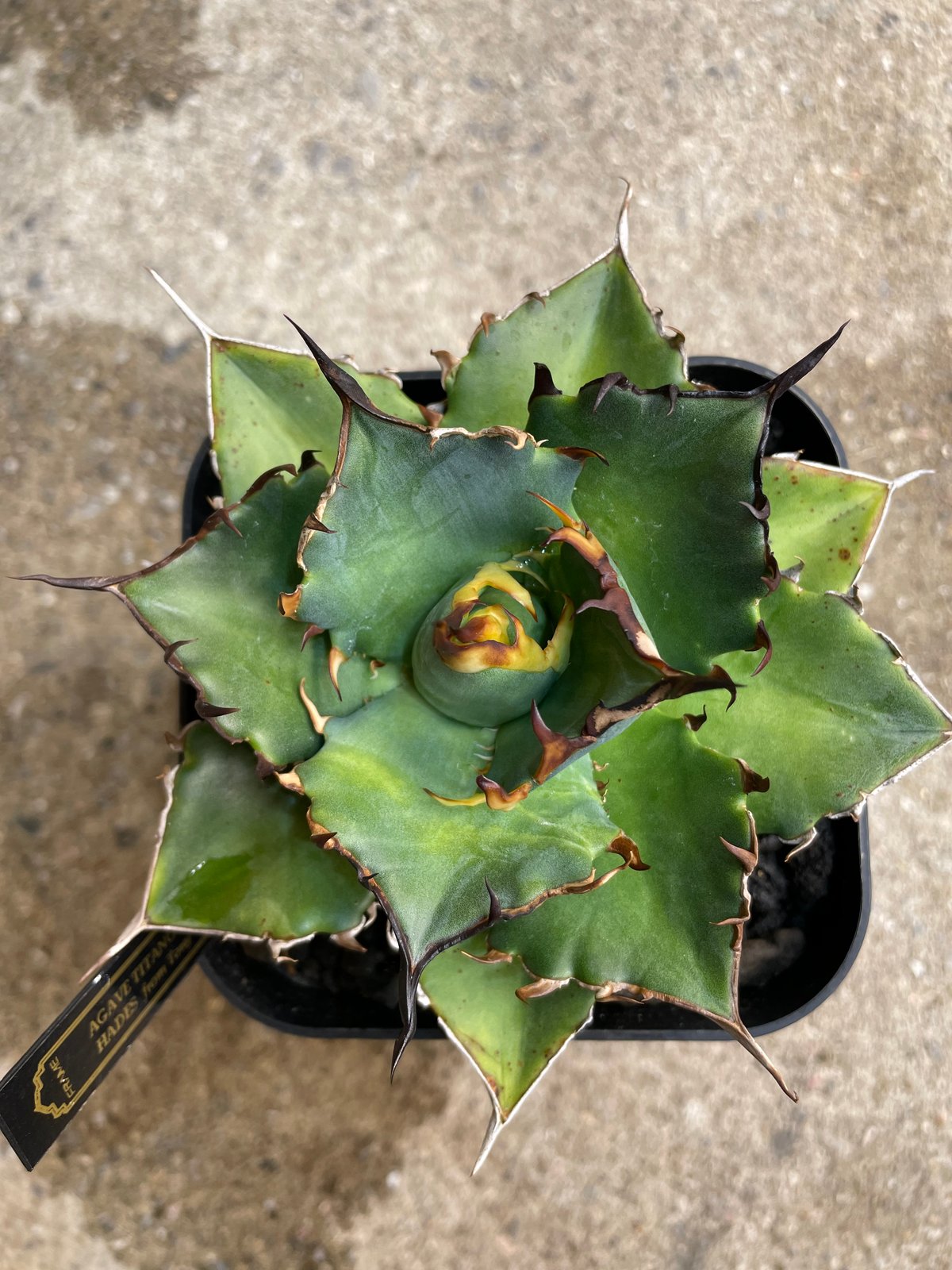 TONY産)HADES/黒帝斯 中株 | plants by frame TONY産)HADES/黒帝斯 中株 | plants by frame