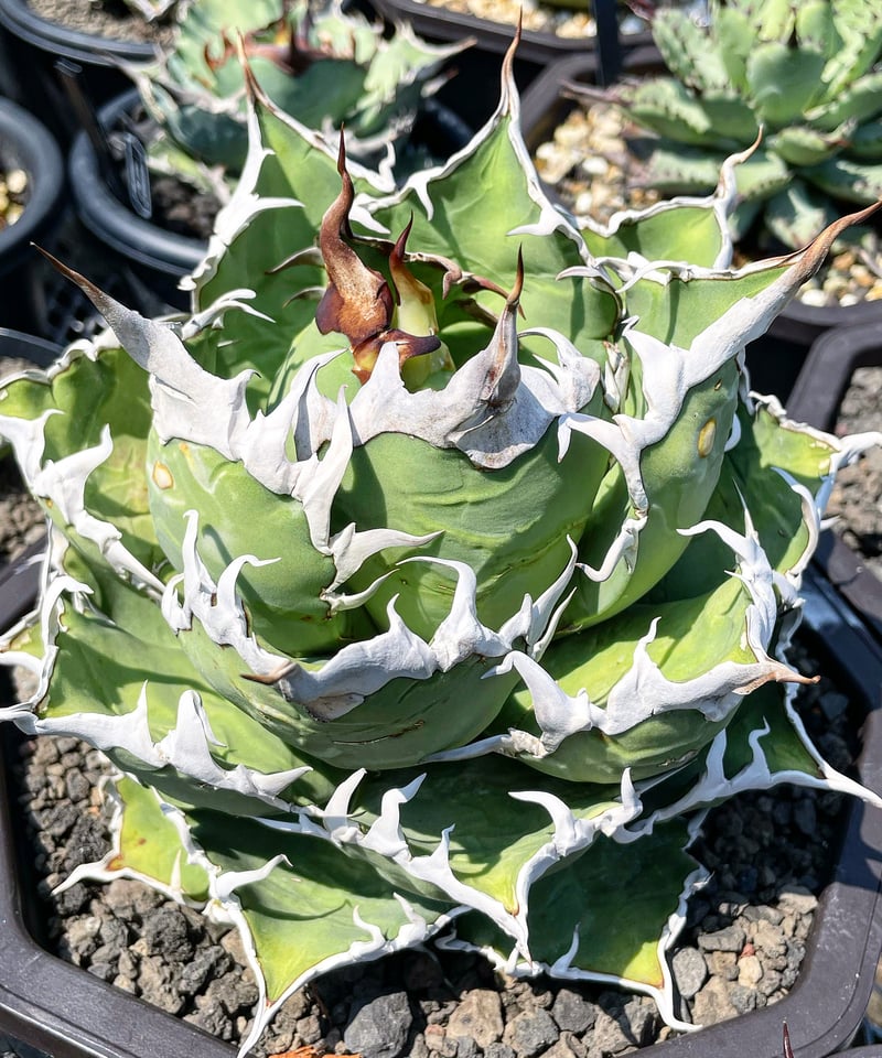 CAESAR/シーザー 子株 発根済（C36） | plants by frame
