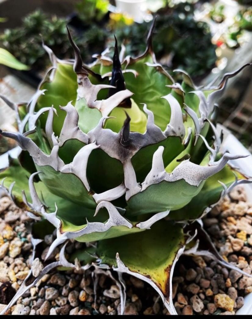 【親株のみ】tonys hades トニーハデス　　アガベ　チタノタ 親株販売子株2つ付】tonys hades トニーハデス アガベ チタノタ