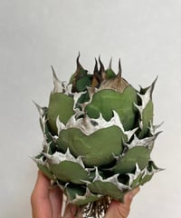 （台湾産）姫厳龍　精品⑧