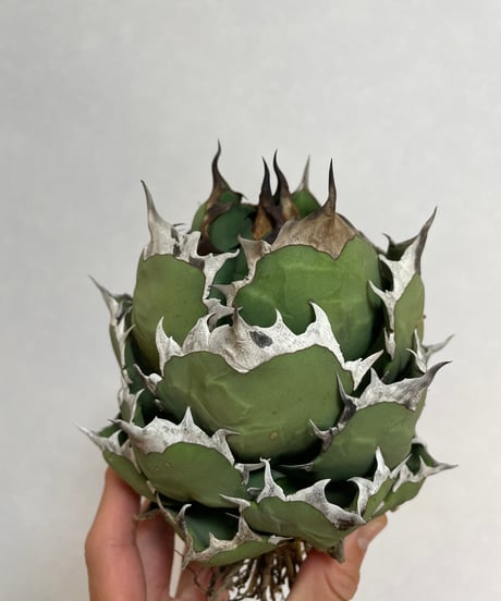 （台湾産）姫厳龍　精品⑧