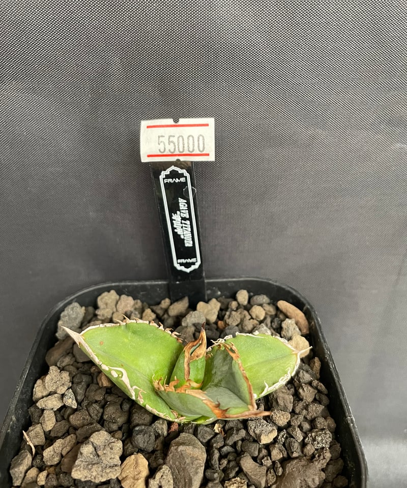 アガベ 穿山甲 子株 アガベ チタノタ 穿山甲 2 センザンコウ lize 子株