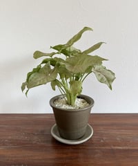 シンゴニウム　ミルクコンフェッティ