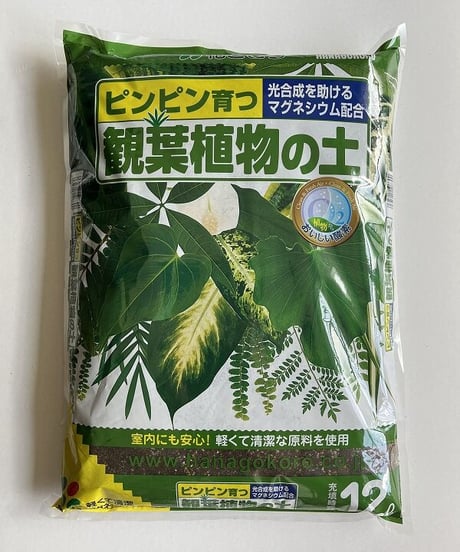 CATEGORY その他 | Little Gardener