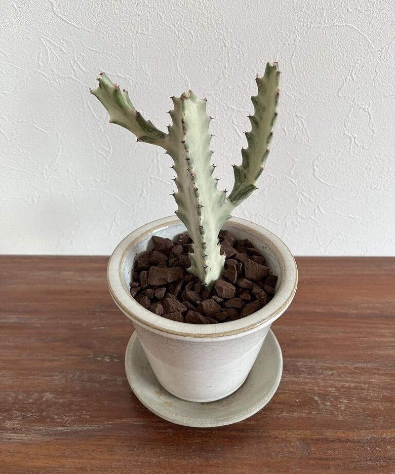 ホワイトゴースト | Little Gardener