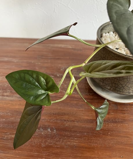 シンゴニウム　チョコレート