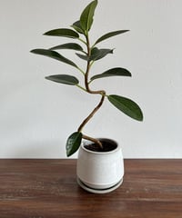 フランスゴムの木