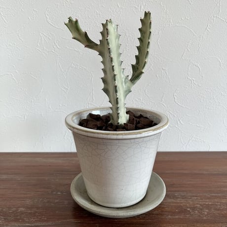 ユーフォルビアホワイトゴースト | STORES