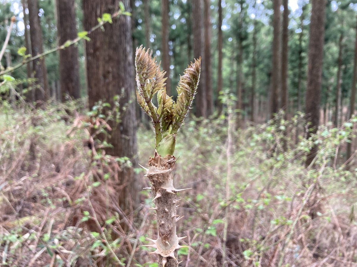 天然物 木の芽 300g送料無料 天然 白木の芽300g （タラの芽付き) - メルカリ