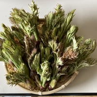 【お問い合わせページ】タラの芽　100g強【おまけで】こごみ　かんぞう　どれか♡ 天然 たらの芽 100g 予約受付開始！ | 山菜 山野芽 STORE