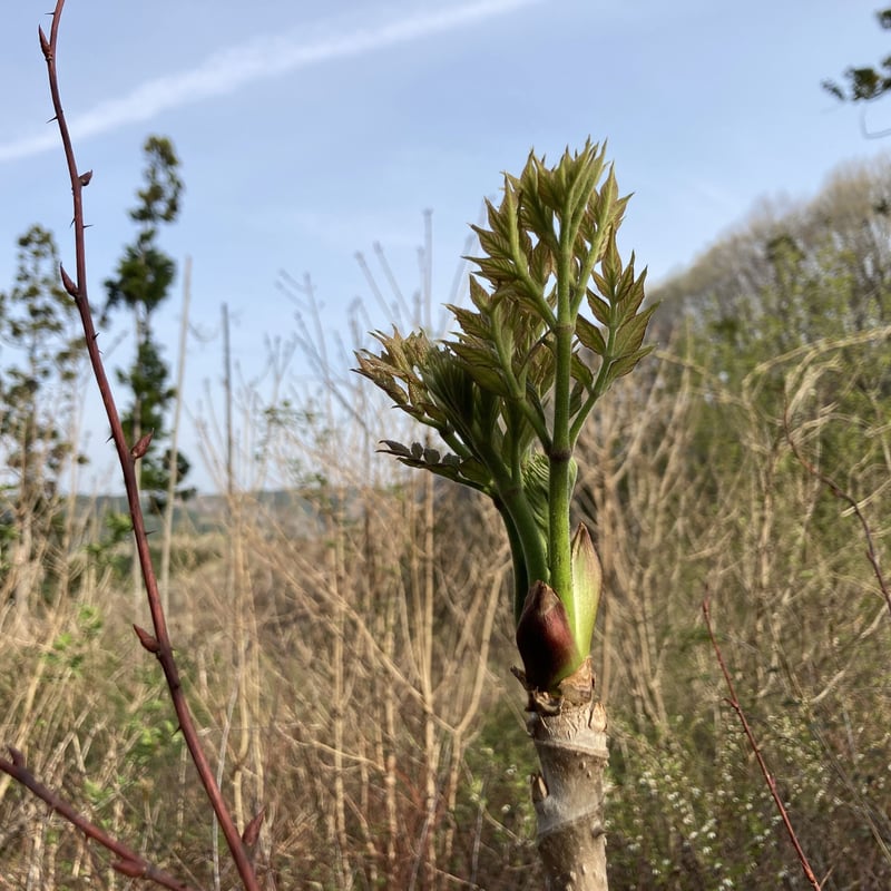 天然 たらの芽 100g 予約受付開始！ | 山菜 山野芽 STORE