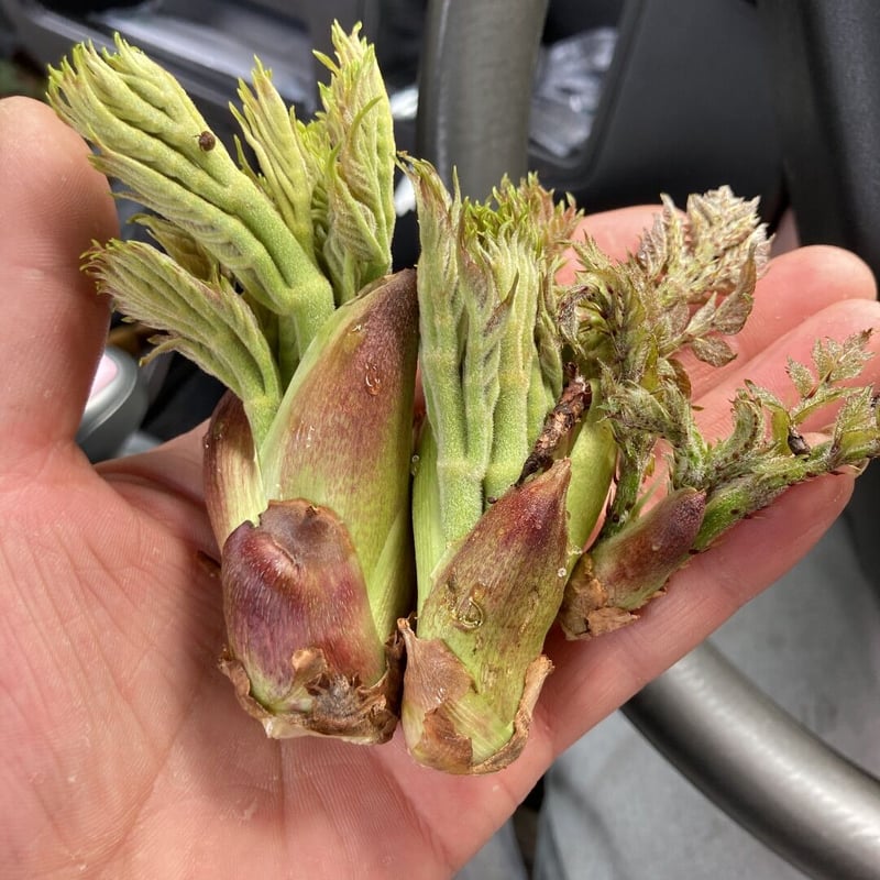 【お問い合わせページ】タラの芽　100g強【おまけで】こごみ　かんぞう　どれか♡ お問い合わせページ】タラの芽 100g強【おまけで】こごみ かん