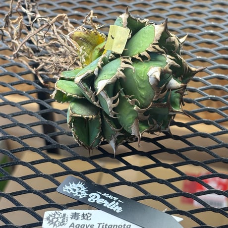 CATEGORY アガベ | ever_plants
