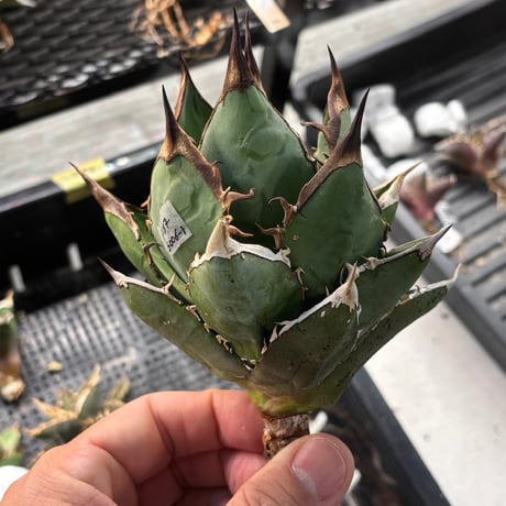 【特別SALE中】GALAXY産　Agave titanota"AG006（7-187-1）