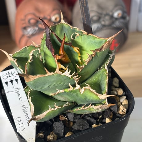 Agave titanota"Dennis051