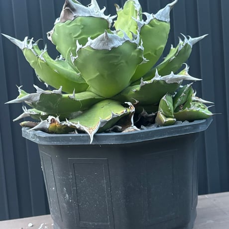 Agave titanota"大白火焔